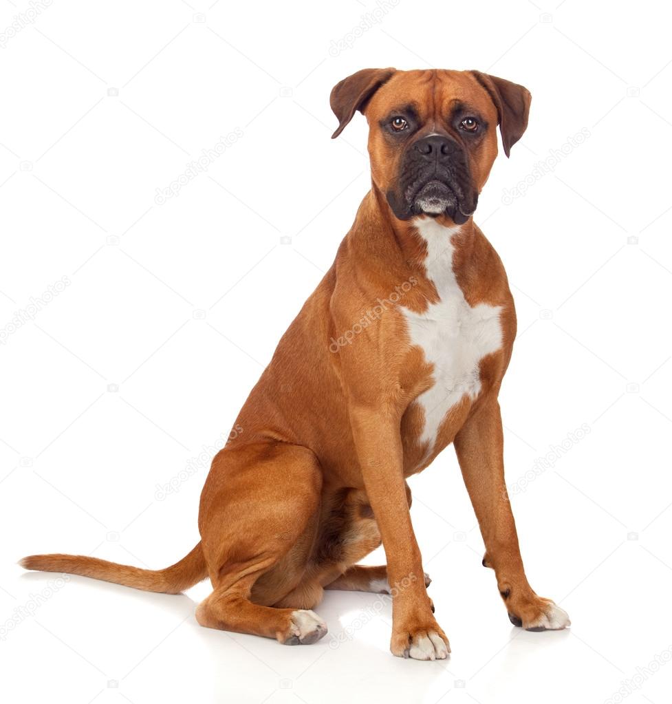 Beautiful Boxer dog