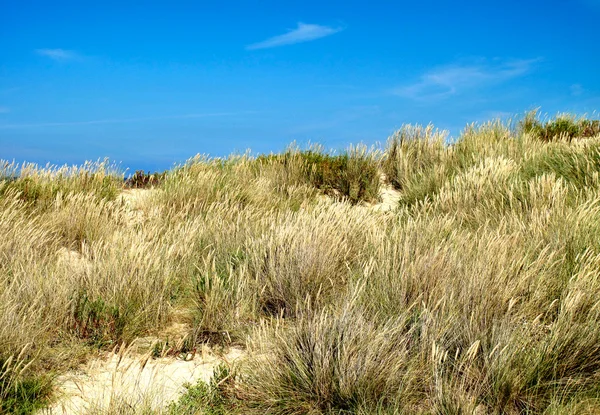 Paysage d'une plage avec des dunes — Photo