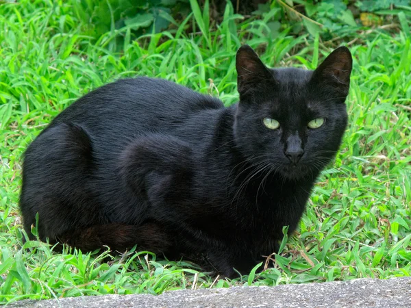 Czarny kot w trawie — Zdjęcie stockowe