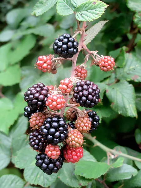 Mulberry tree with ripe berries — Stock Image Mulberry tree with ripe berries Royalty Free Stock Photos