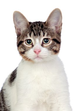 güzel gri ve beyaz kedi