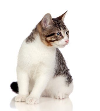 güzel gri ve beyaz kedi