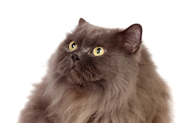 Adorable Persan gato — Foto de Stock