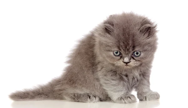 Vackra angora kattunge med grå och mjuka hår — Stockfoto