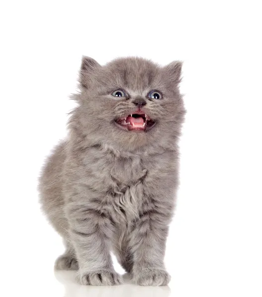 Gatinho angorá bonita com cabelos grisalhos e macios — Fotografia de Stock
