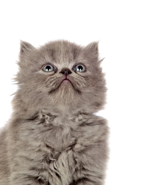 Hermosa angora gatita con pelo gris mirando hacia arriba — Foto de Stock