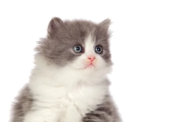 Yumuşak ve gri saçlı güzel angora yavru kedi — Stok fotoğraf
