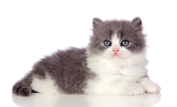 Gatinho angorá bonita com cabelos grisalhos e macios — Fotografia de Stock