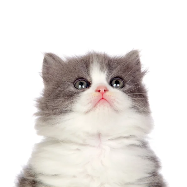 Hermosa angora gatita con pelo gris mirando hacia arriba — Foto de Stock