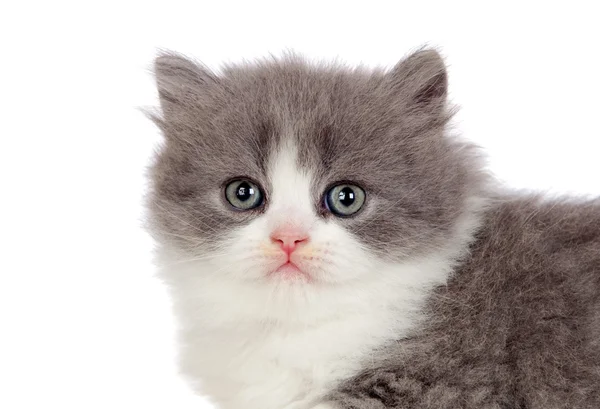 Beautiful angora kitten with gray and soft hair — Stock Photo, Image