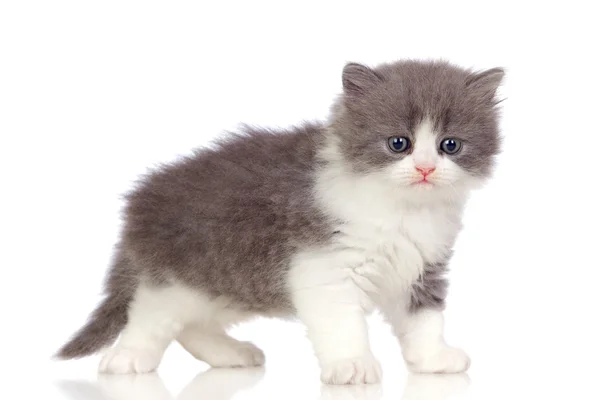 Gatinho angorá bonita com cabelos grisalhos e macios — Fotografia de Stock