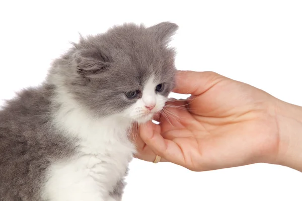 Beau chat angora recevant une caresse — Photo