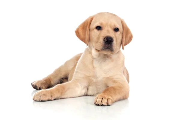 Hond geïsoleerd op een witte achtergrond — Stockfoto