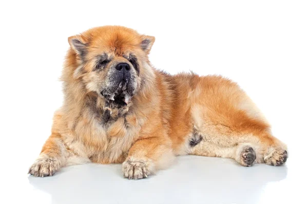 Köpek beyaz bir arkaplanda izole edilmiş — Stok fotoğraf