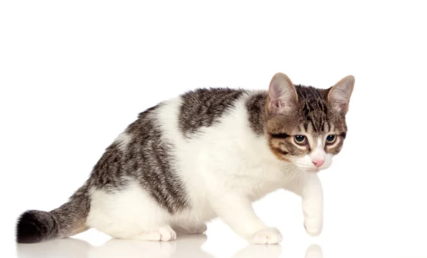 Hermoso gato gris y blanco — Foto de Stock