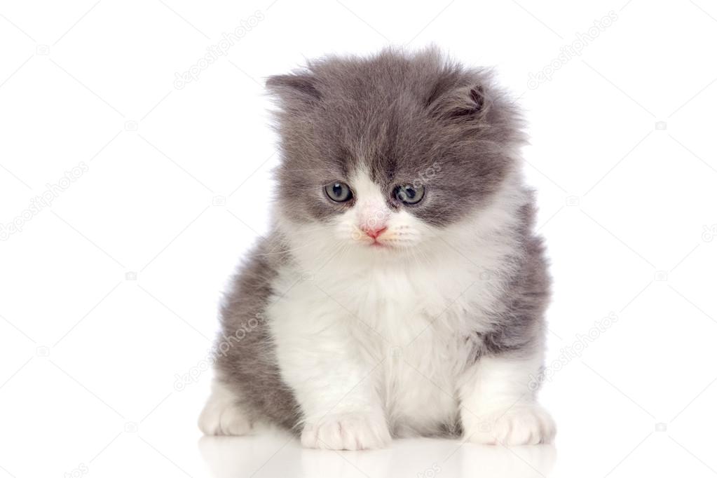 Beautiful Angora Kitten With Gray And Soft Hair Stock Photo Image By C Gelpi