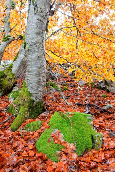 Schönes Herbstbild — Stockfoto