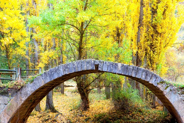 Forest in autumn — Stock Photo, Image