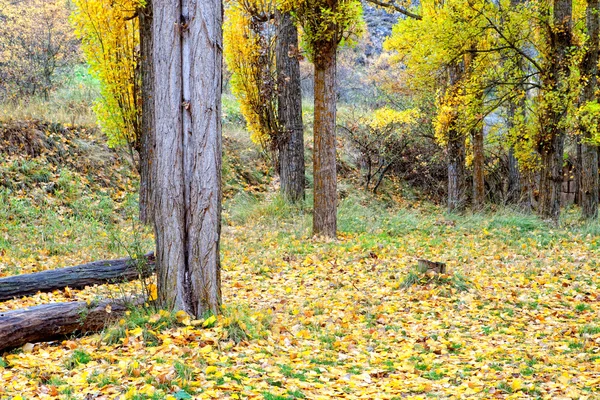 Hermosa imagen de otoño — Foto de Stock