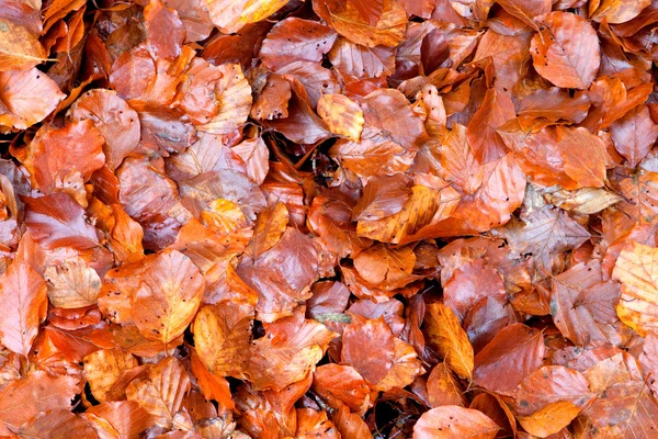 Wielu brązowy liść mokry — Zdjęcie stockowe