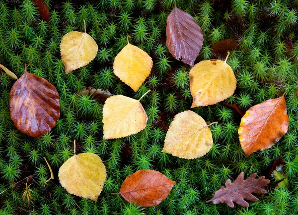 Осенние листья на зеленом мху — стоковое фото