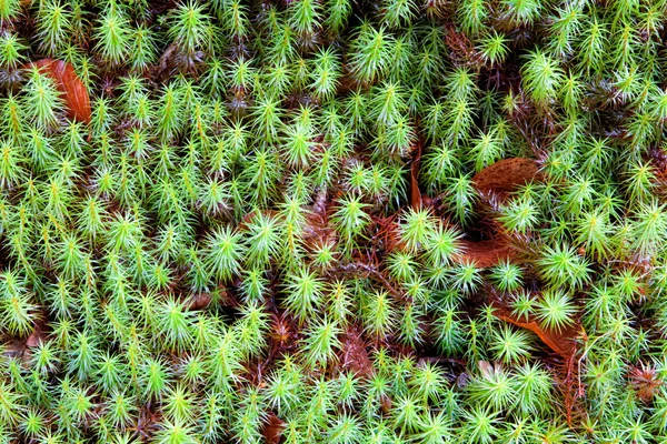 Grüne Pflanzen mit braunen Blättern — Stockfoto