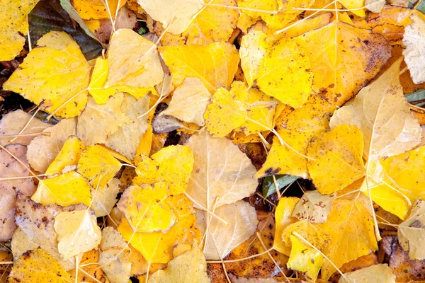 Folhas amarelas no outono papel de parede — Fotografia de Stock