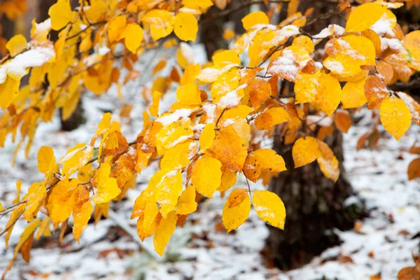 Beautiful snowy branch with yellow leaves