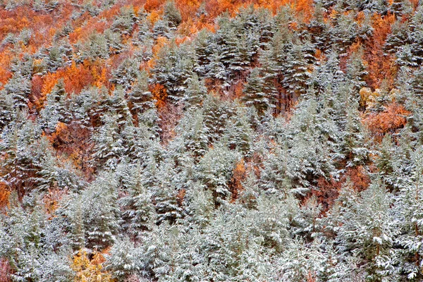 Schöner verschneiter Wald — Stockfoto