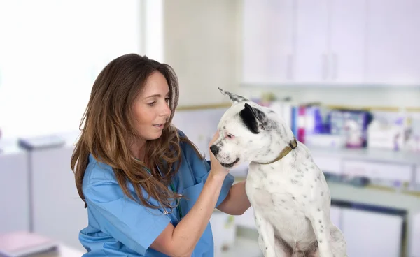 Veterinario con un perro para una revisión Imágenes De Stock Sin Royalties Gratis