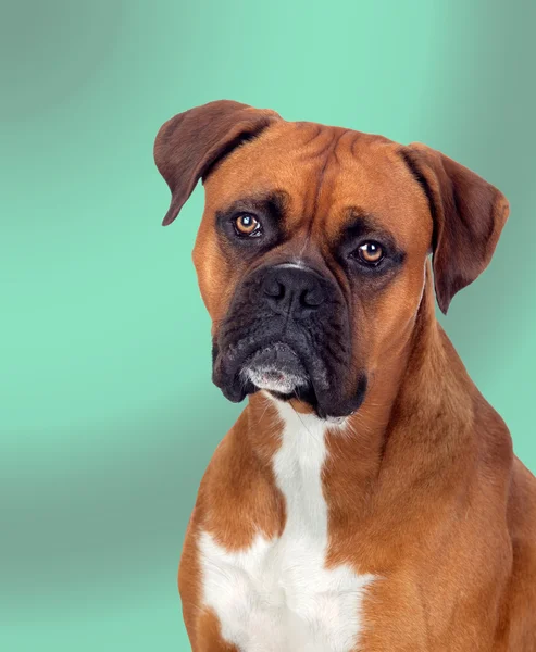 Schöner Boxerhund — Stockfoto