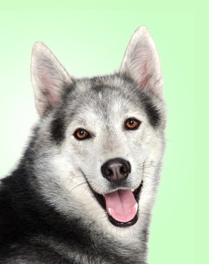 Siberian dış yapraklar