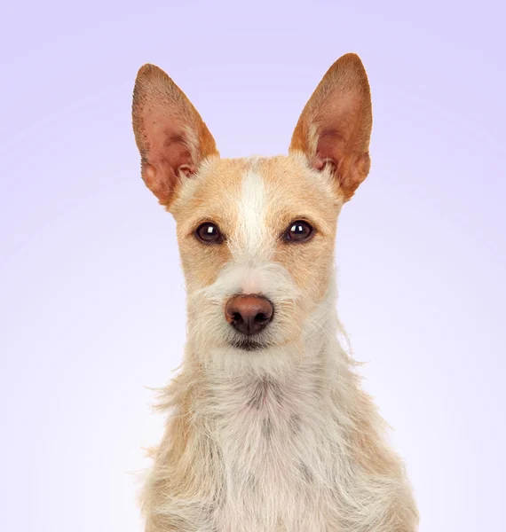 Belo cão português — Fotografia de Stock