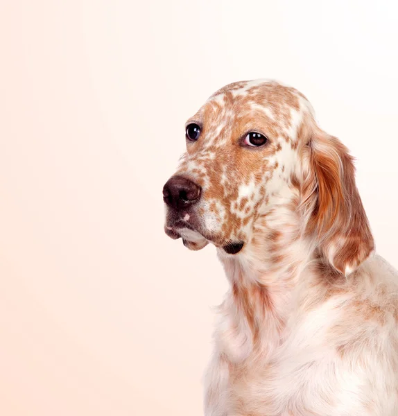 Beautiful English setter with brown spots — Stock Photo, Image