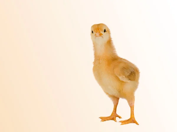 Funny little chicken — Stock Photo, Image