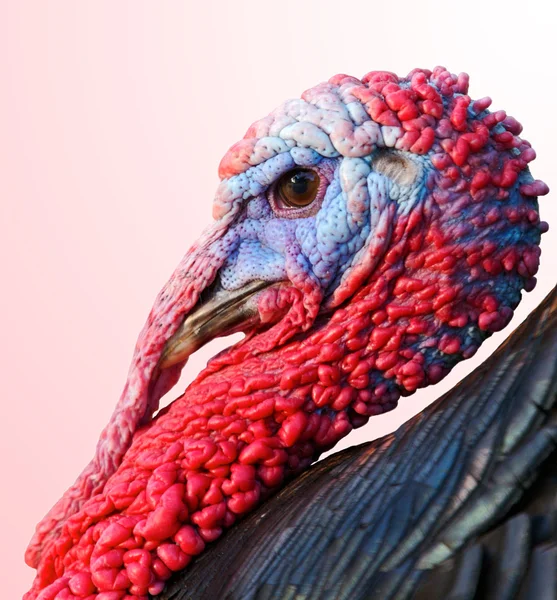 Profile of a turkey — Stock Photo, Image
