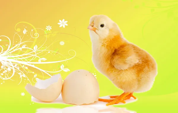 Pussig liten kylling med egg. – stockfoto