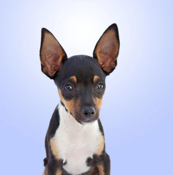 Cane piccolo Chihuahua — Foto Stock