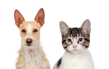 yakın çekim, kedi ve köpek