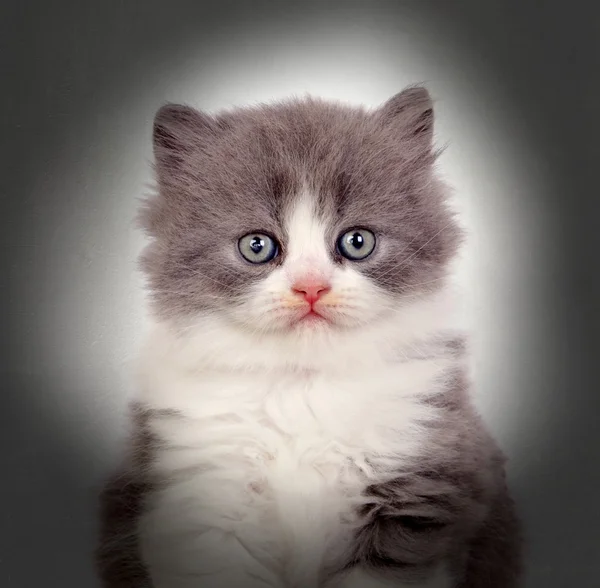 Close-up Of A Kitten — Stock Photo, Image