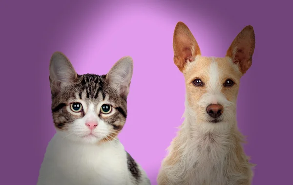 Close-up de gato e cão — Fotografia de Stock