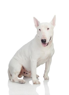 güzel bullterrier