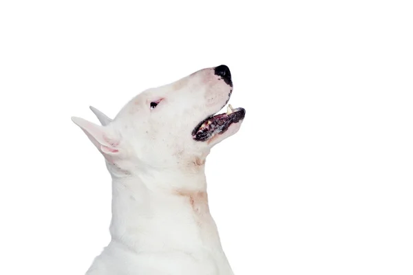 美丽 bullterrier — 图库照片