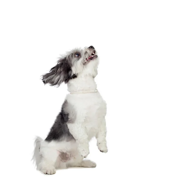 Schöner grauer Hund mit vielen Haaren — Stockfoto