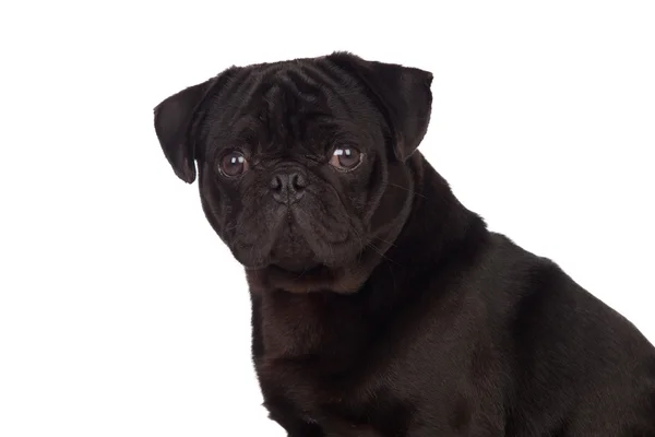 Cão carlino pug agradável com cabelo preto — Fotografia de Stock