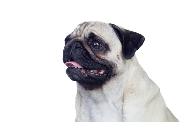 Mooi pug carlino hond met witte haren — Stockfoto