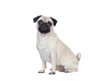 Beyaz saçlı güzel pug carlino köpek