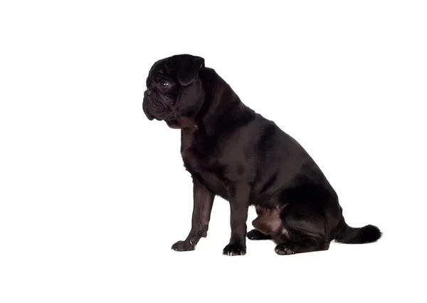Pěkný Mops carlino pes s černými vlasy — Stock fotografie