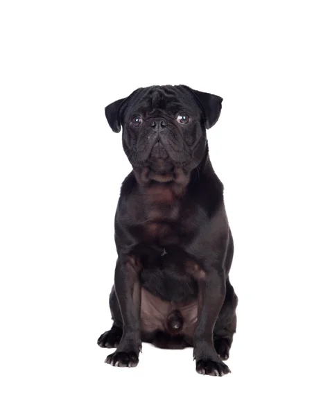 Bonito perro pug carlino con pelo negro —  Fotos de Stock