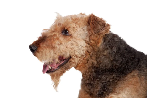 Güzel airedale terrier doğurmak köpek — Stok fotoğraf